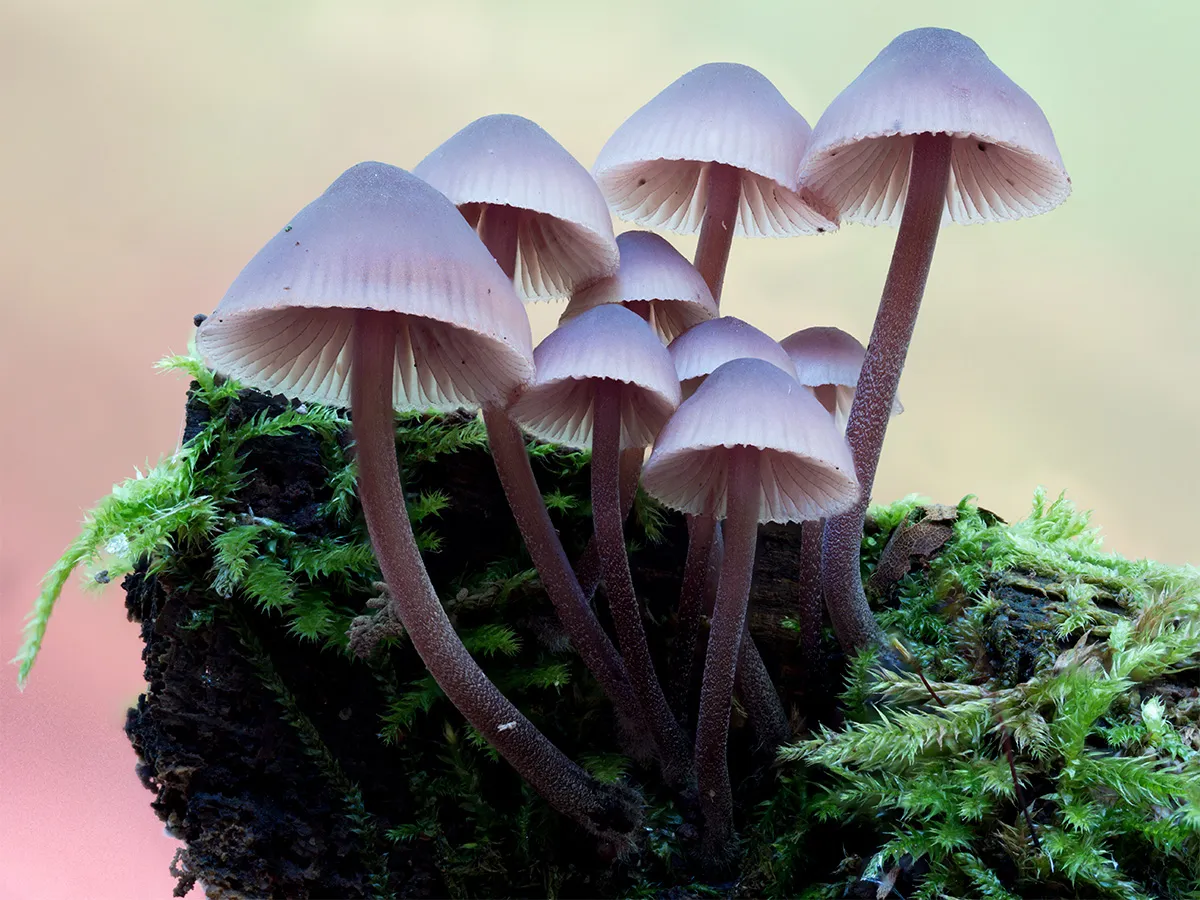 Mycena 2024 34