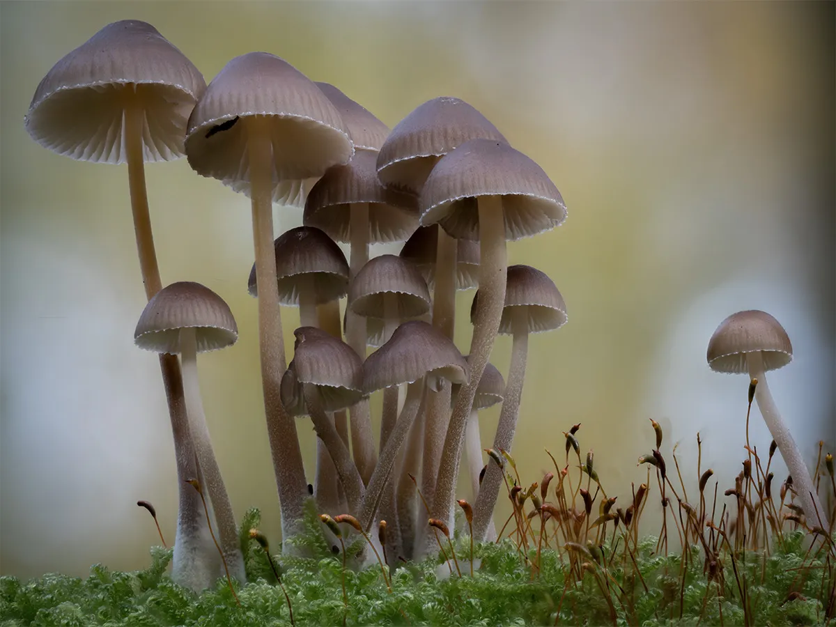 Mycena 2024 35