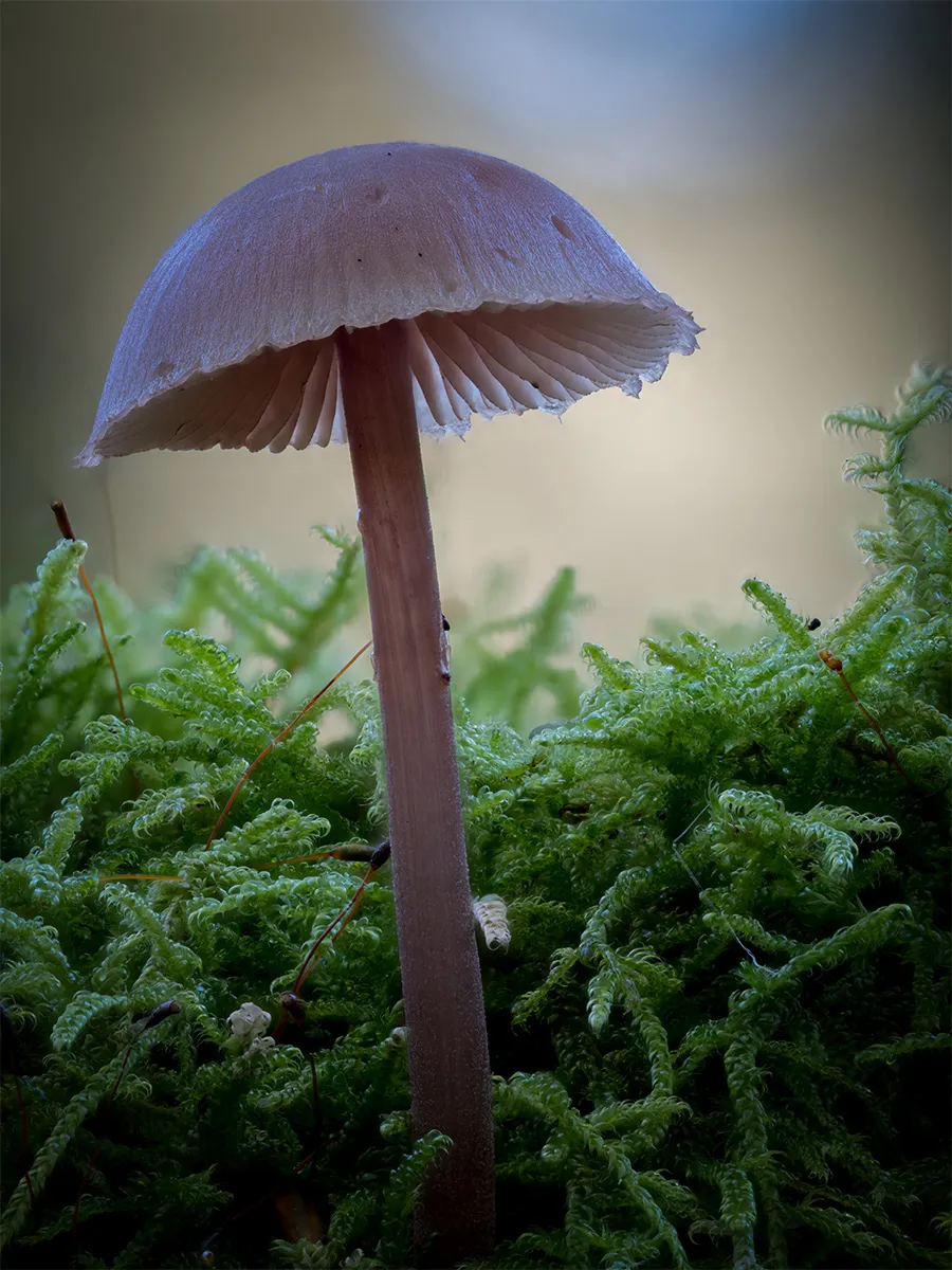 Mycena 2024 41