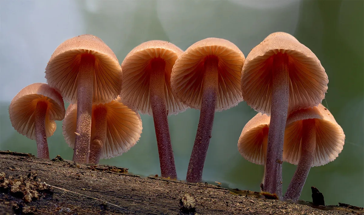 Mycena 2024 45