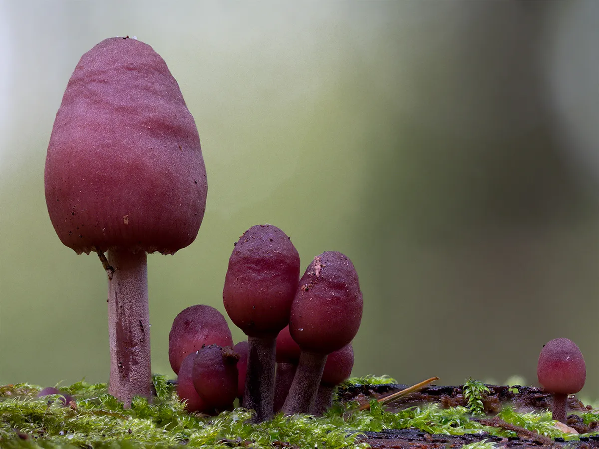 Mycena 2024 46
