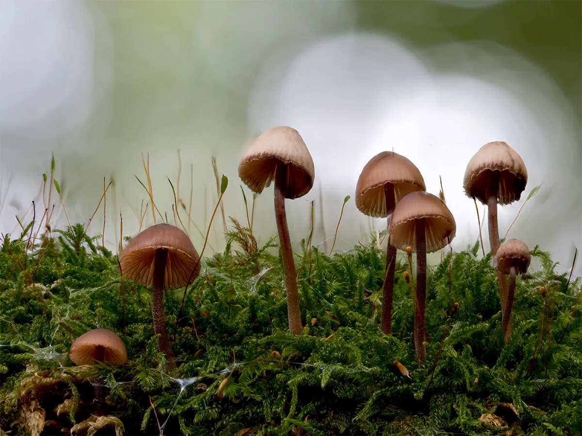 Mycena 2024 48