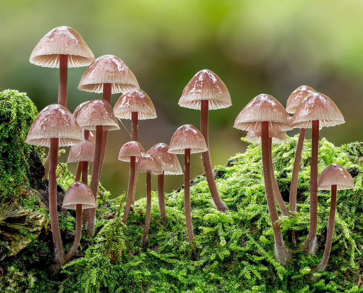 Mycena 2024 5