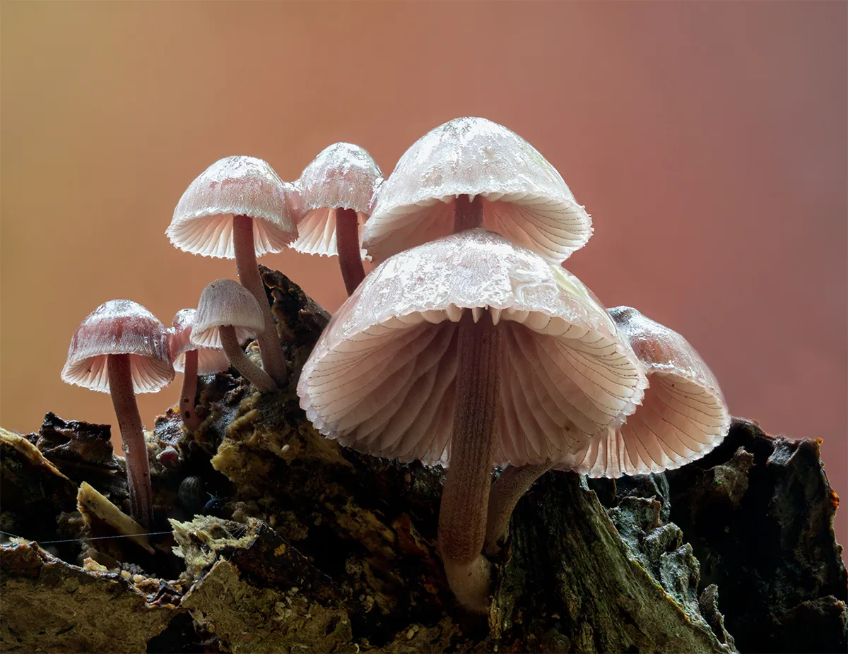Mycena 2024 50