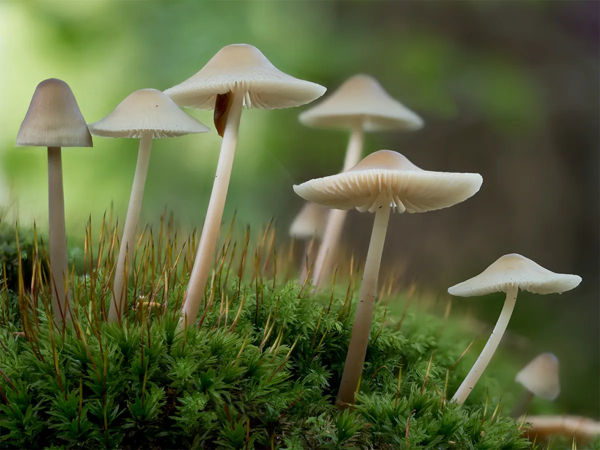 Mycena 2024 6