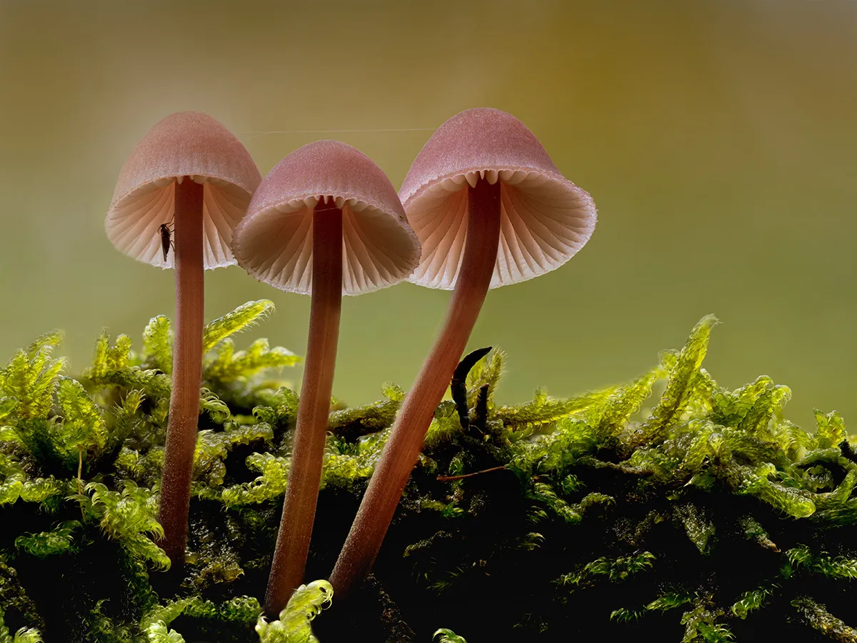 Mycena 2024 9