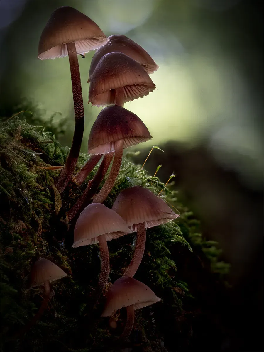 Mycena 2025A 10