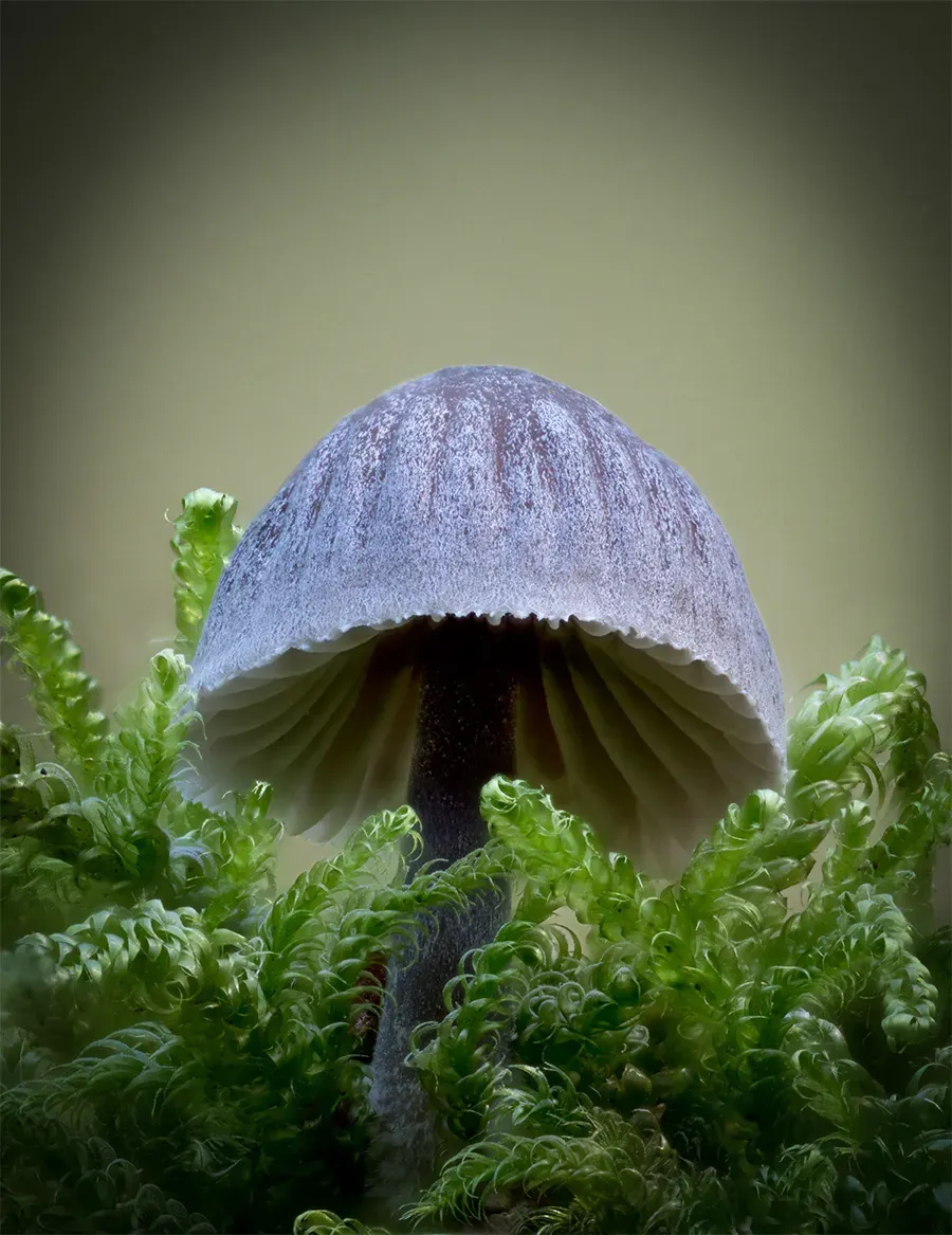 Mycena 2025A 13