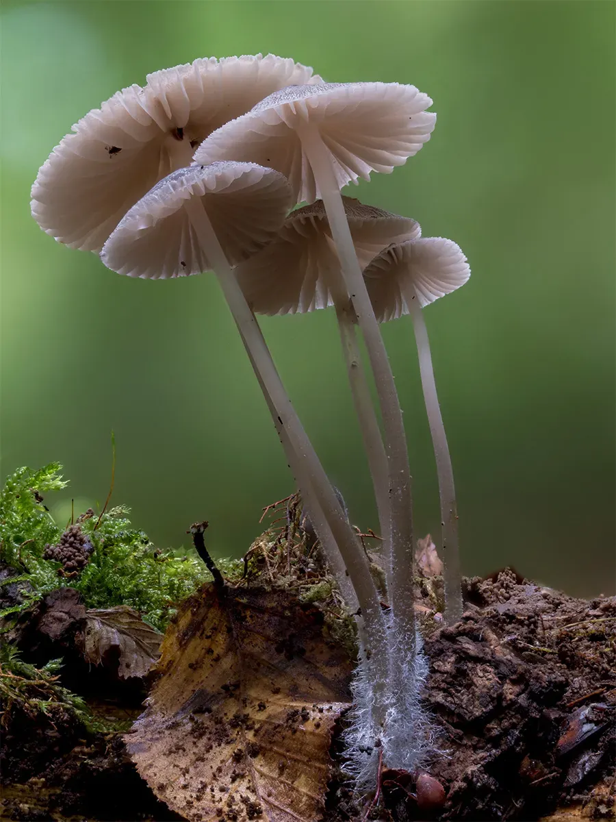 Mycena 2025A 16