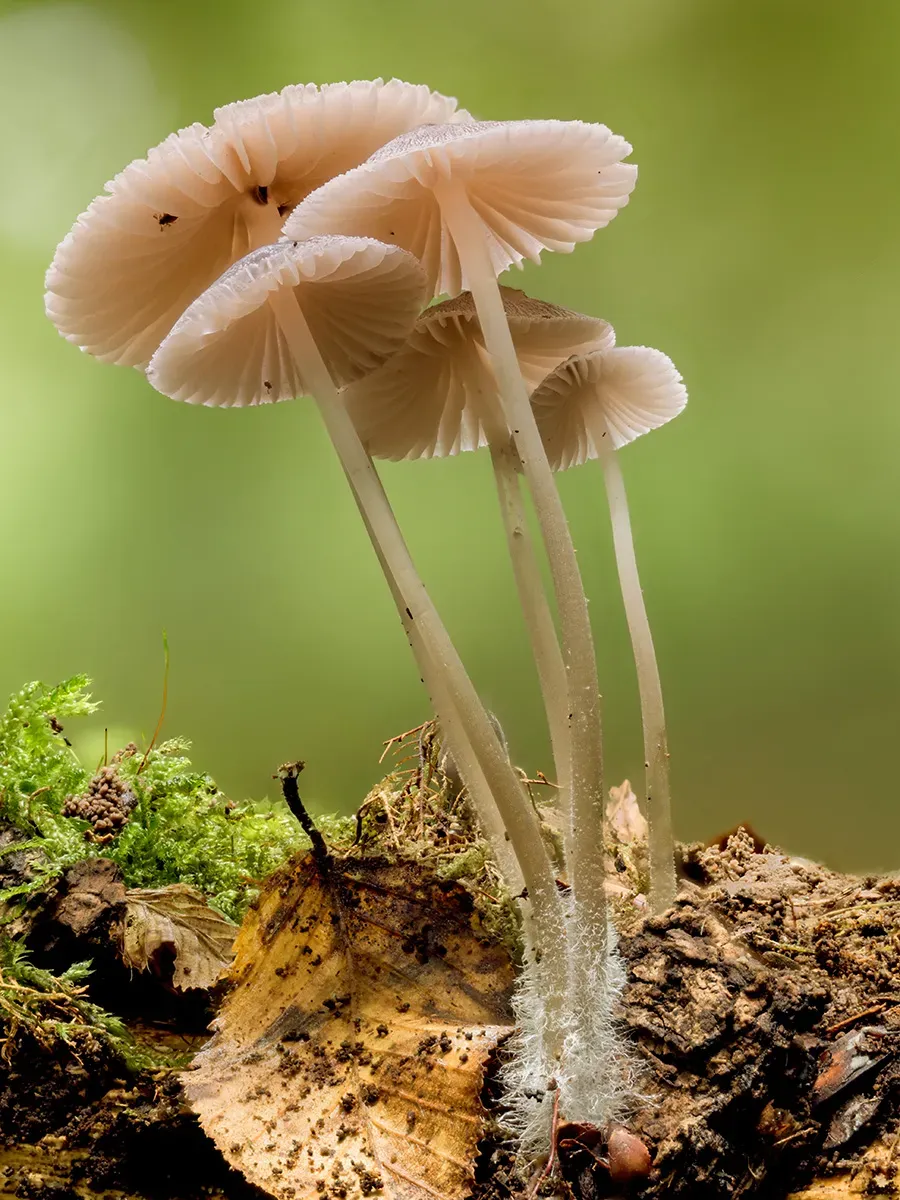 Mycena 2025A 17