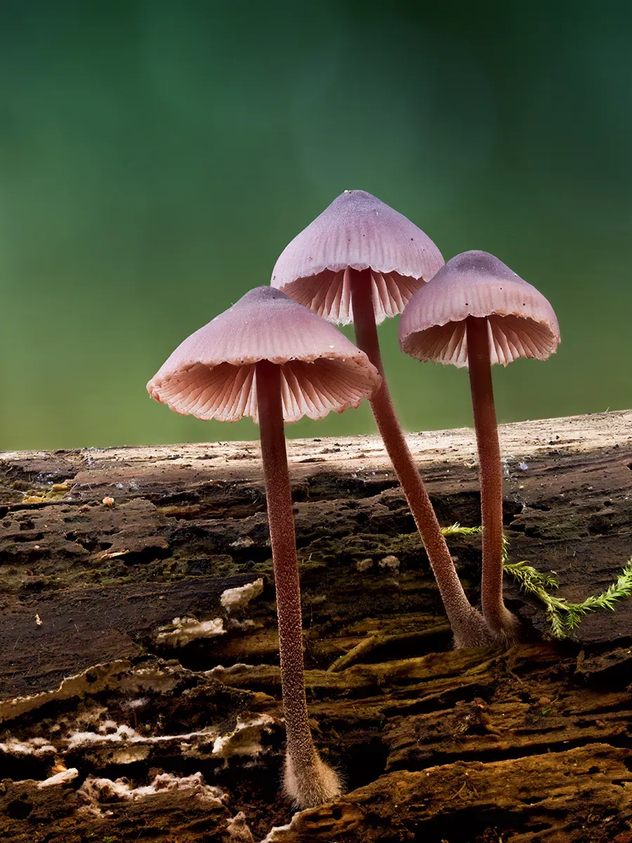 Mycena 2025A 18