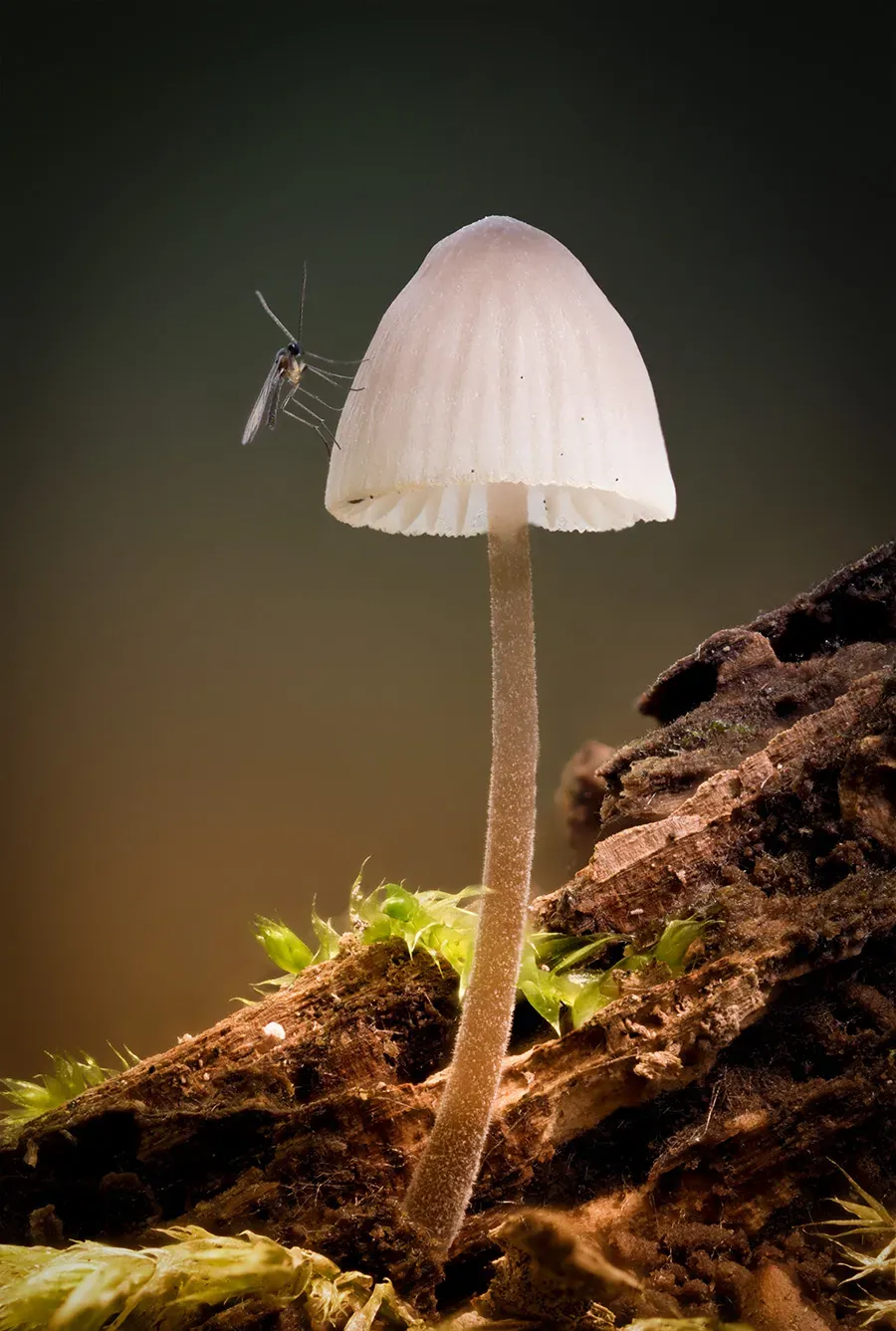 Mycena 2025A 19