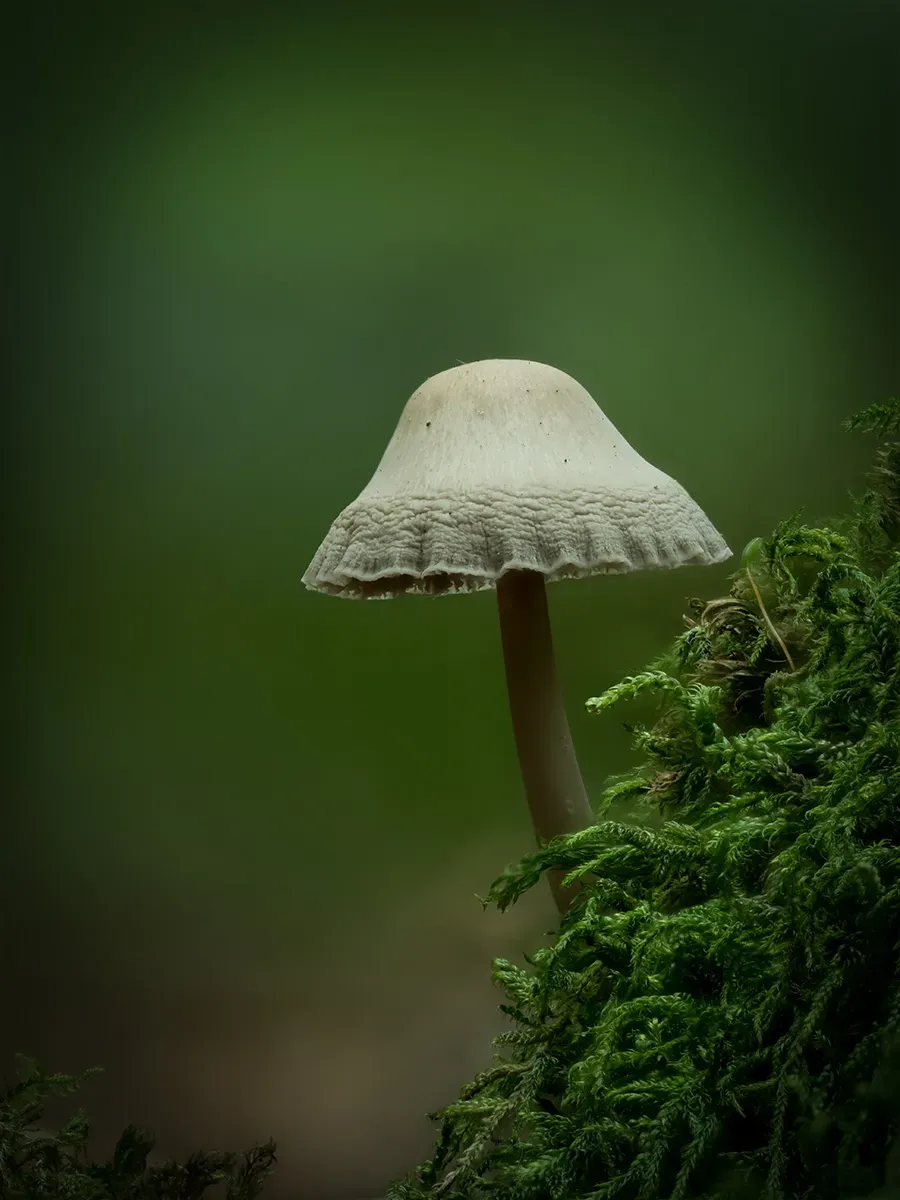 Mycena 2025A 22