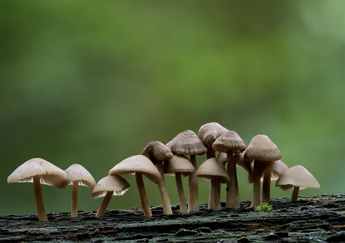 Mycena 2025A 23