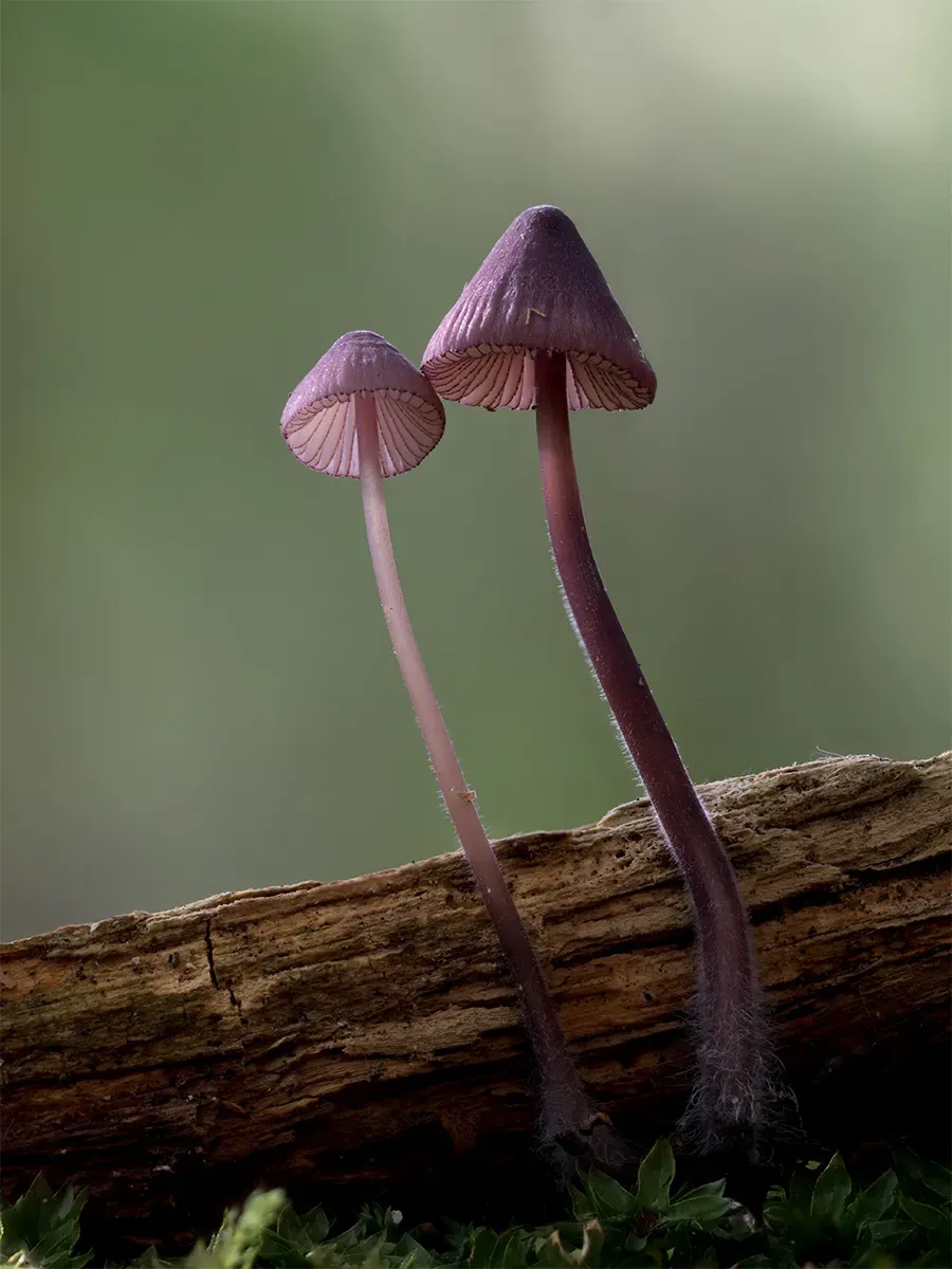 Mycena 2025A 24