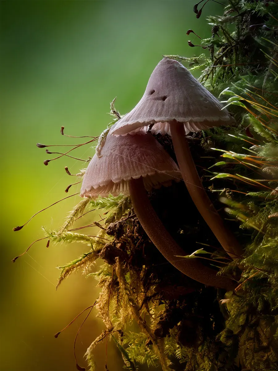 Mycena 2025A 29