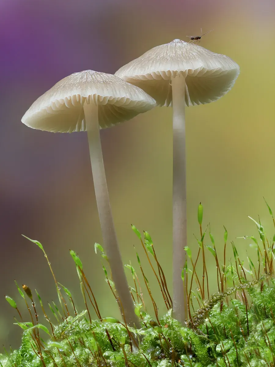 Mycena 2025A 3