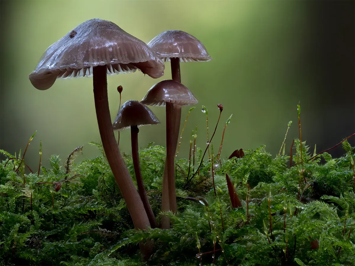Mycena 2025A 30
