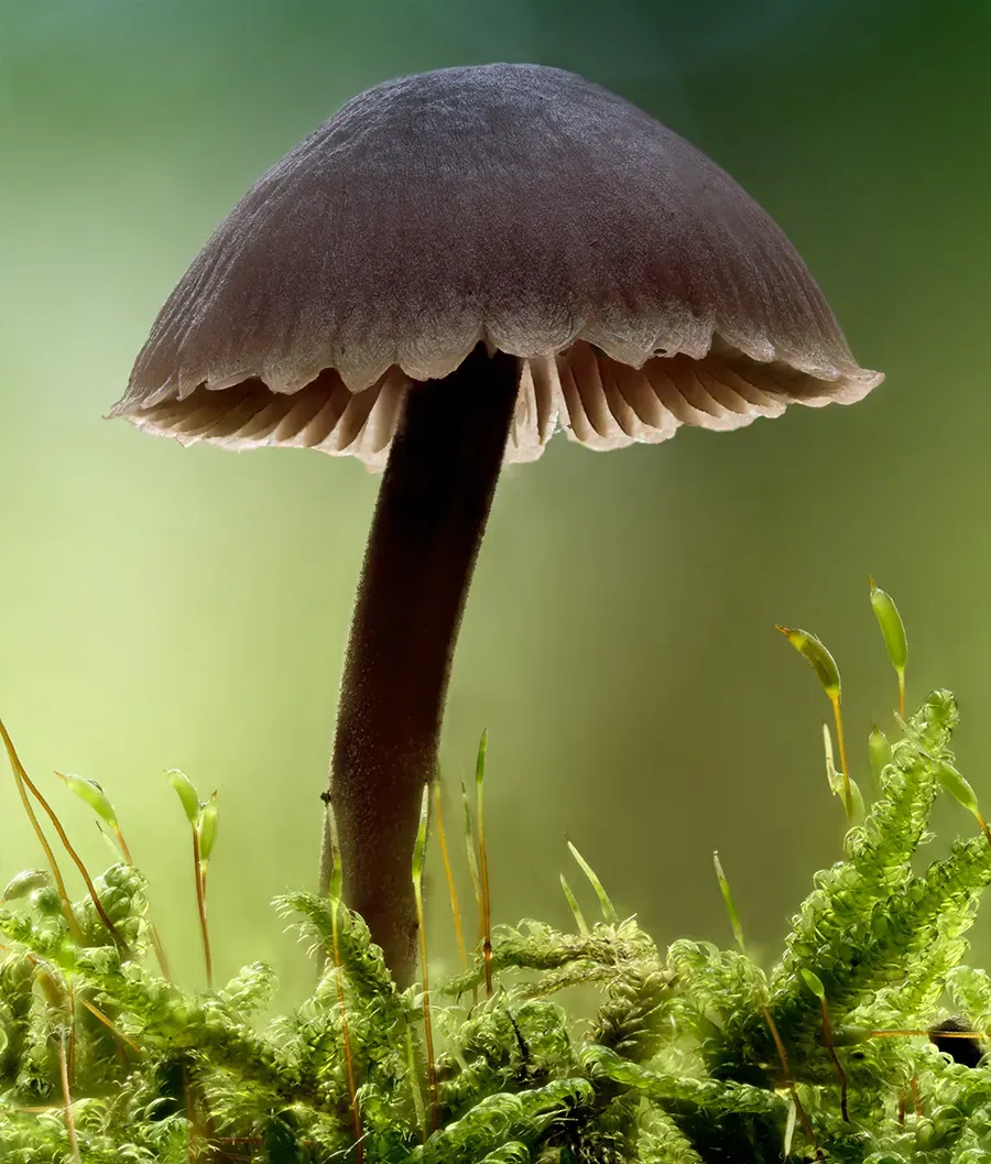 Mycena 2025A 31