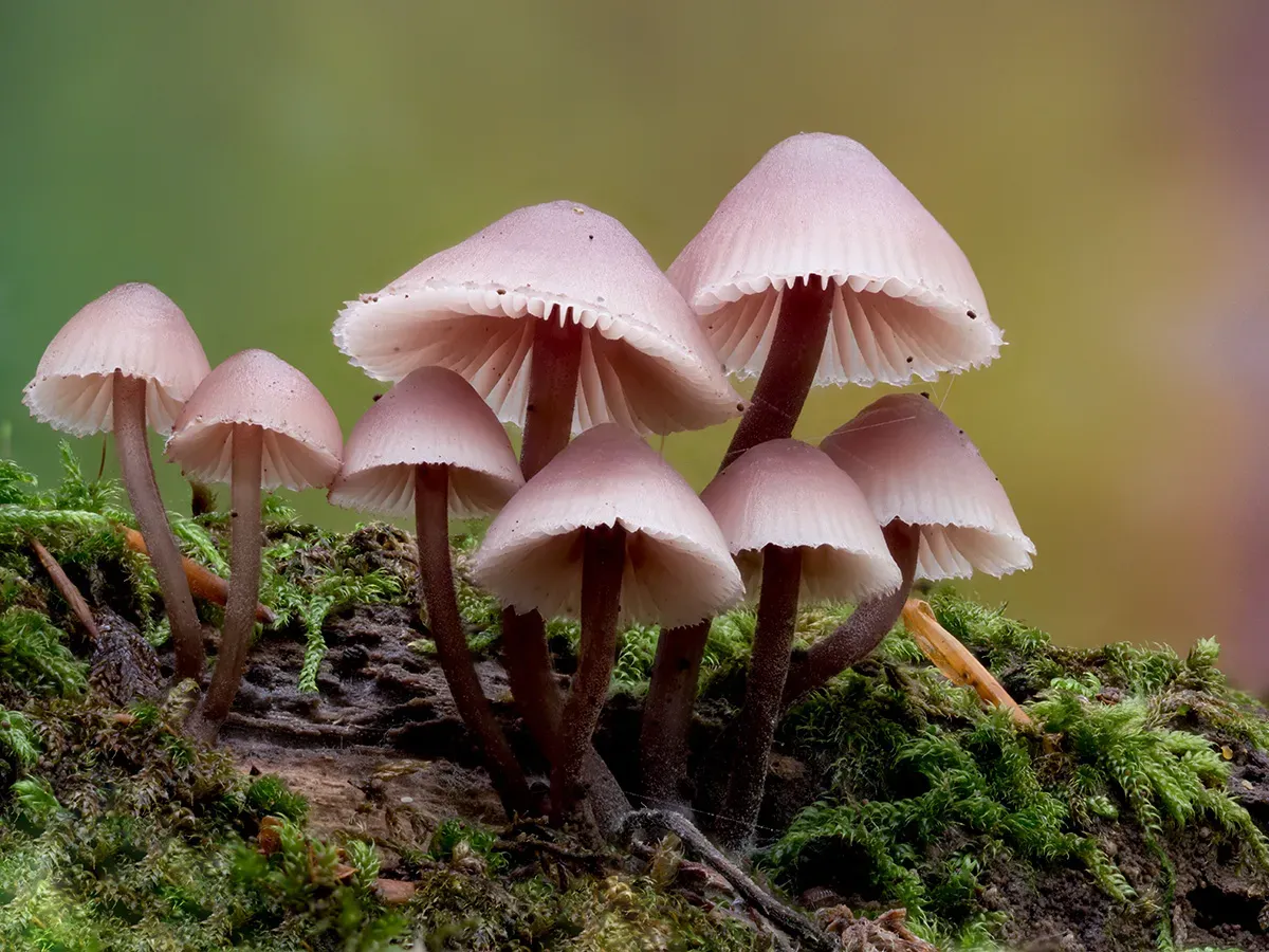 Mycena 2025A 32