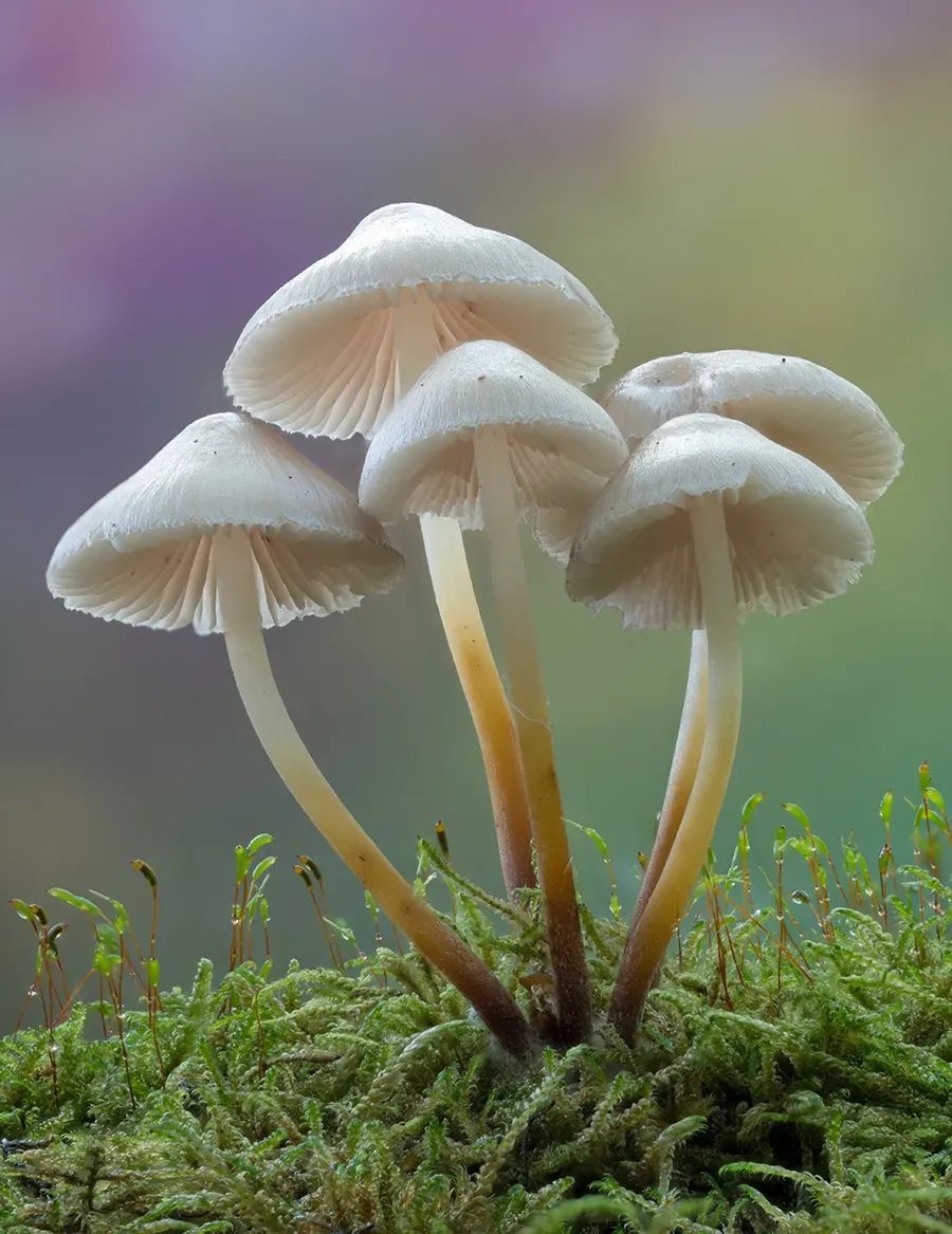 Mycena 2025A 33