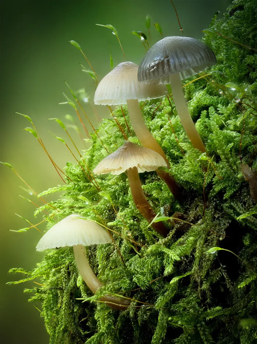 Mycena 2025A 34