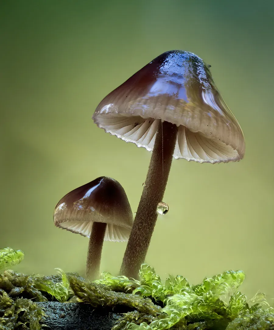 Mycena 2025A 35