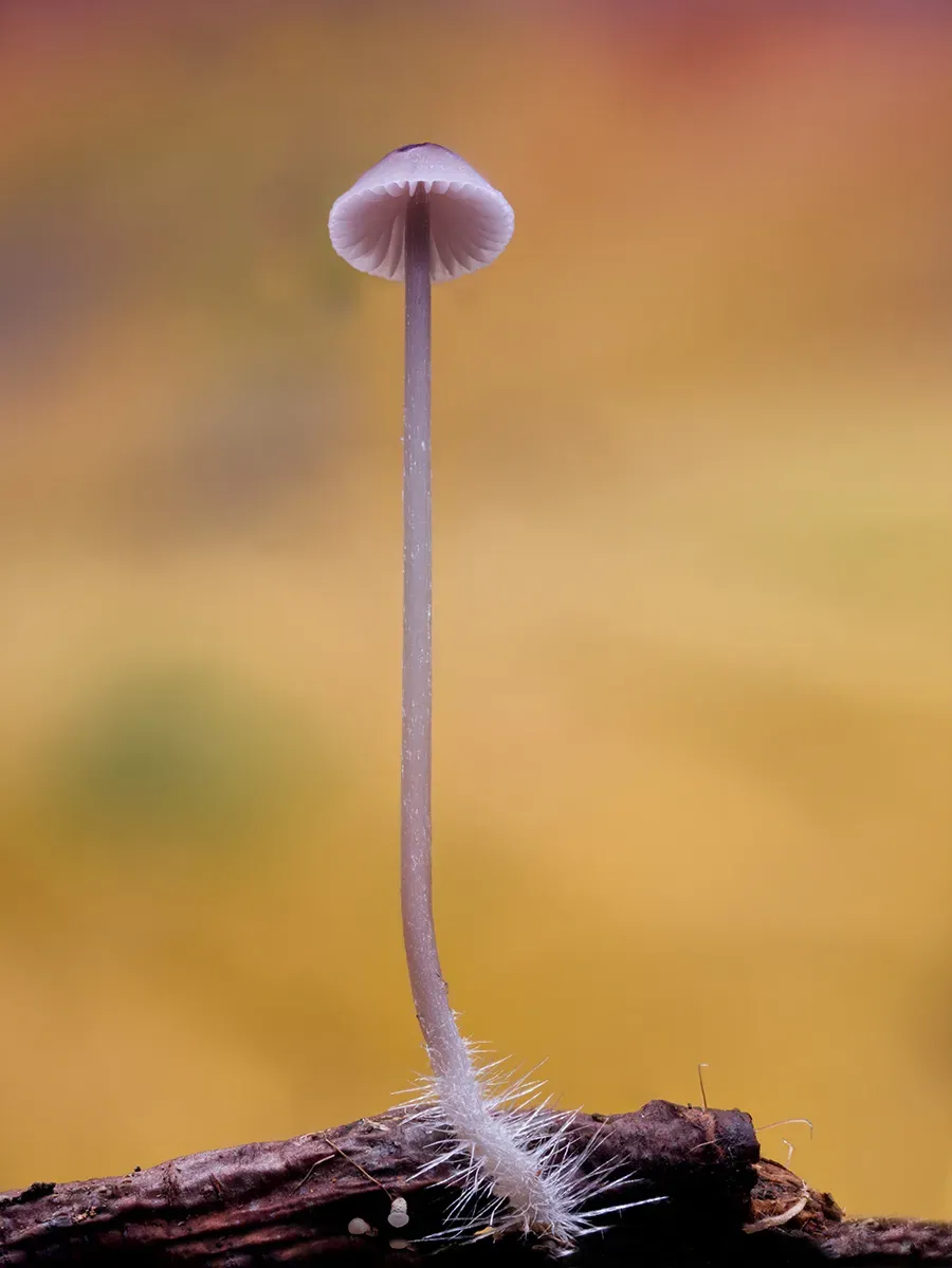 Mycena 2025A 36