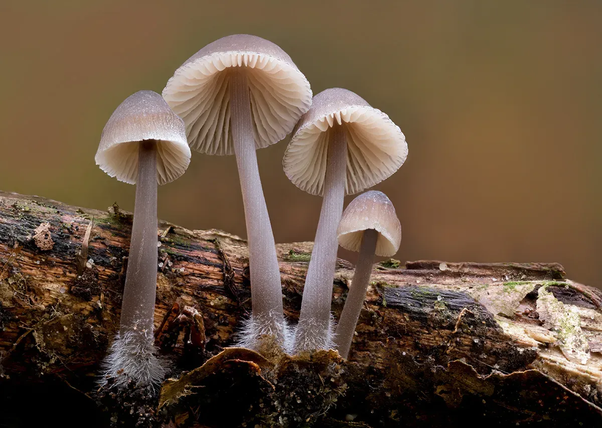Mycena 2025A 39