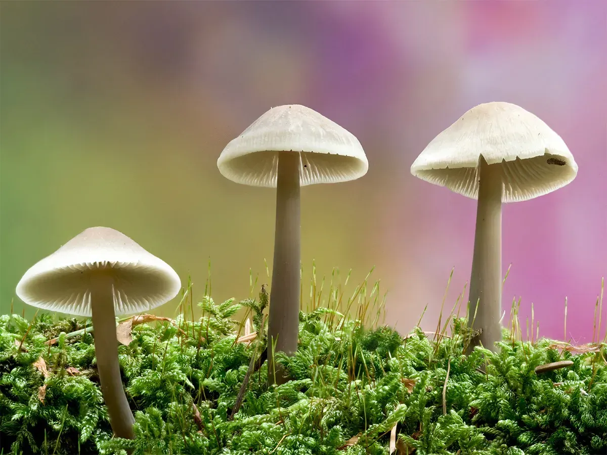Mycena 2025A 4
