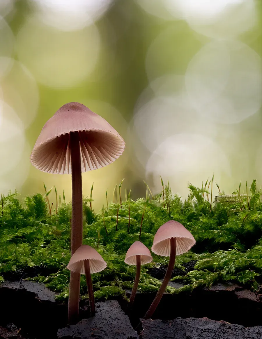 Mycena 2025A 41
