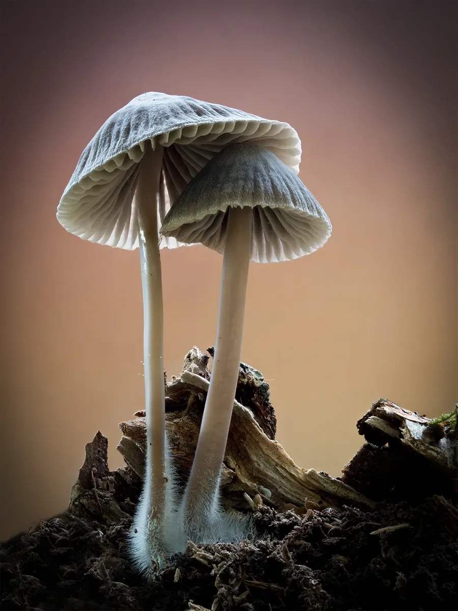 Mycena 2025A 42