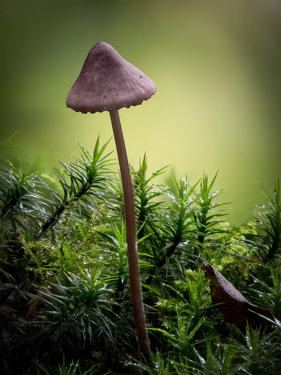 Mycena 2025A 43