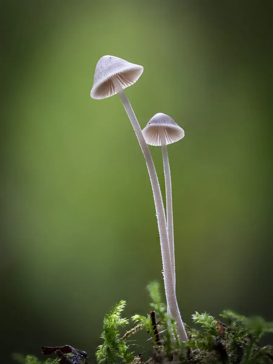Mycena 2025A 44