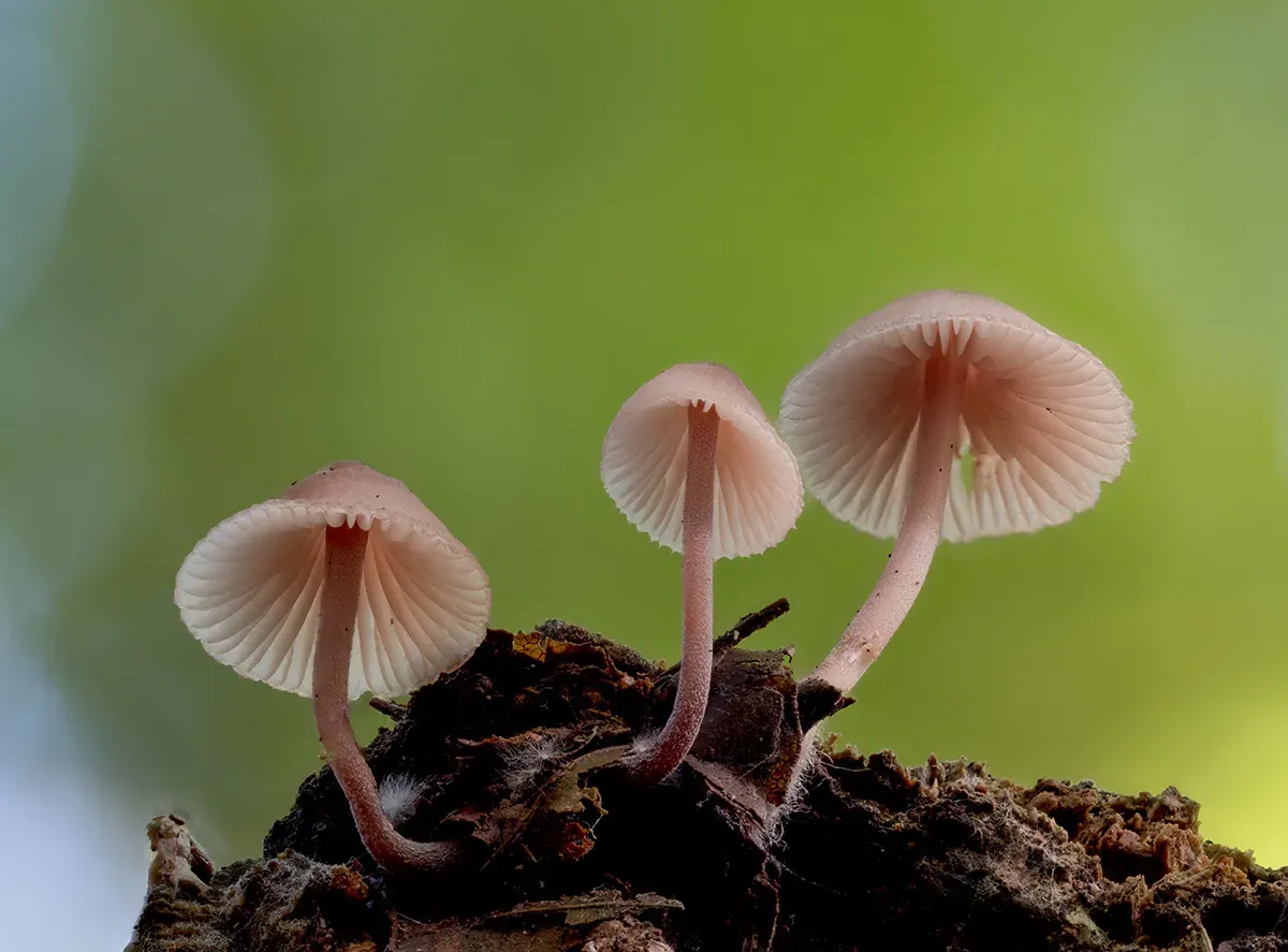 Mycena 2025A 46
