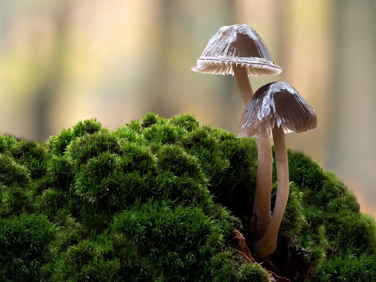 Mycena 2025A 47