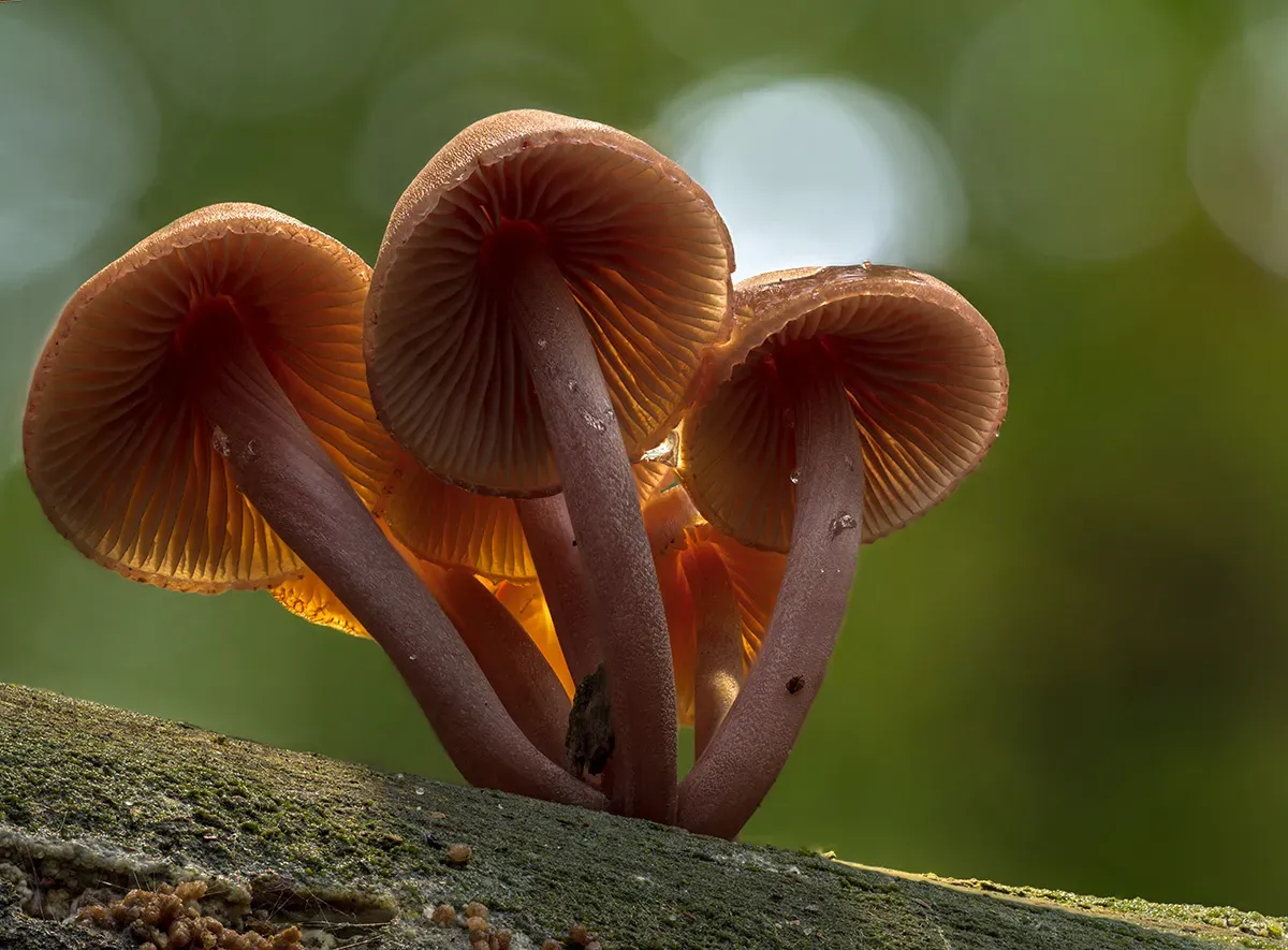Mycena 2025A 49