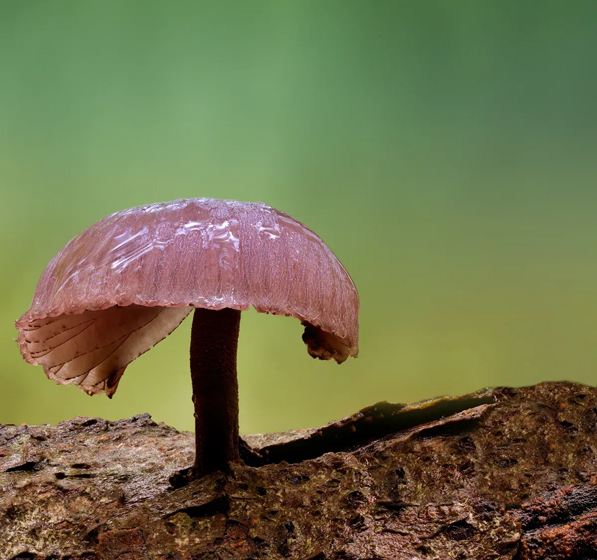 Mycena 2025A 50