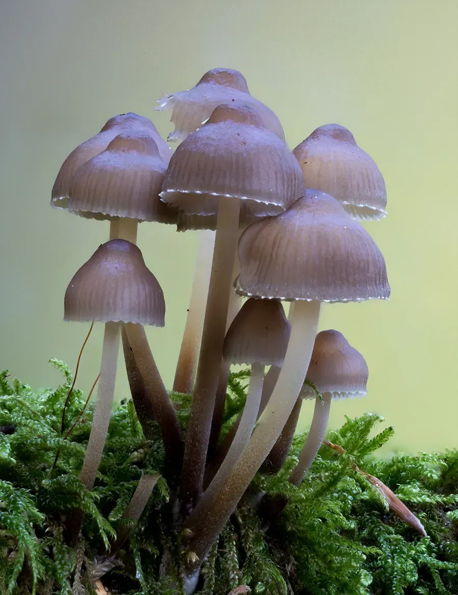 Mycena 2025A 6