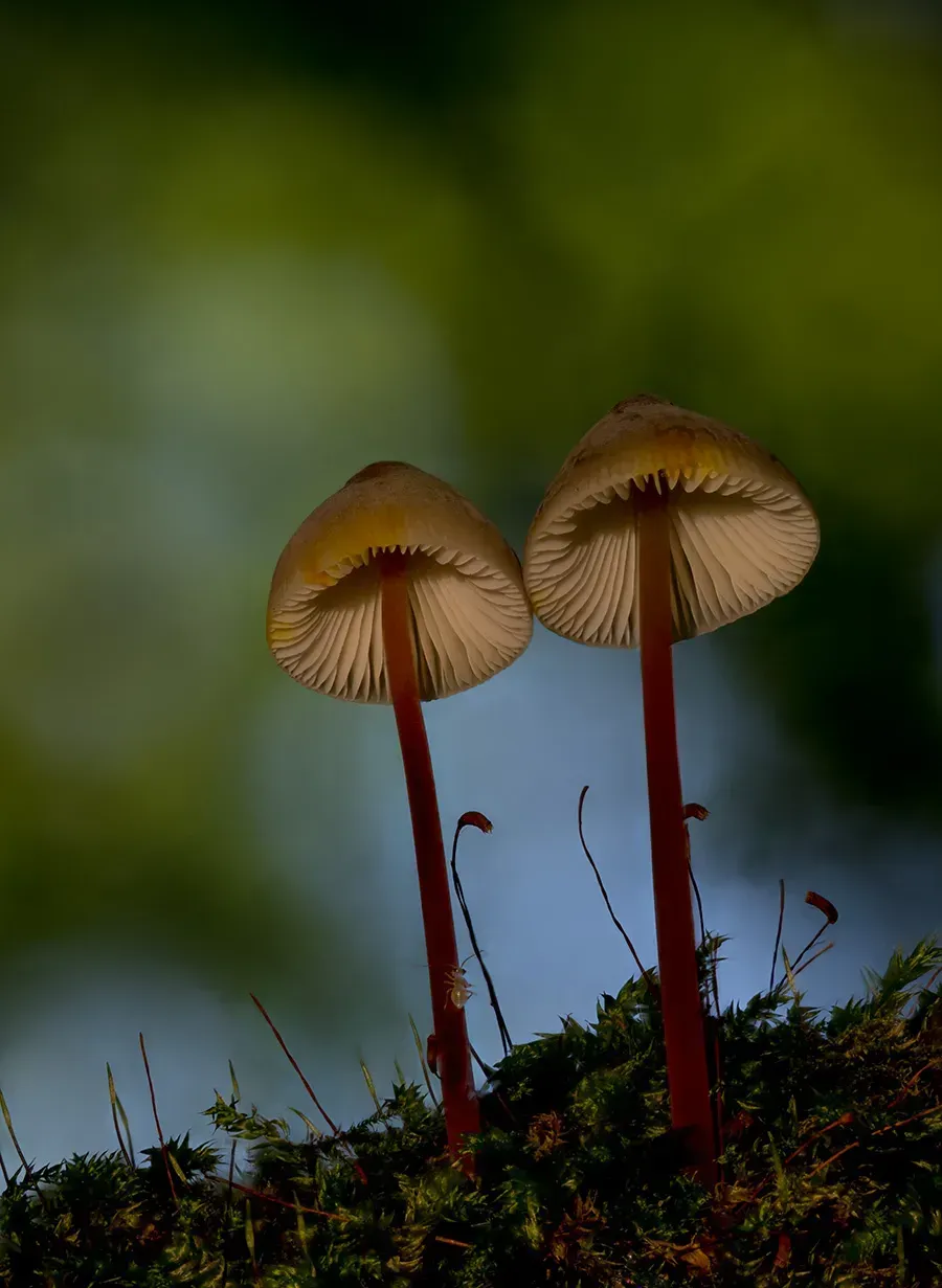 Mycena 2025A 8