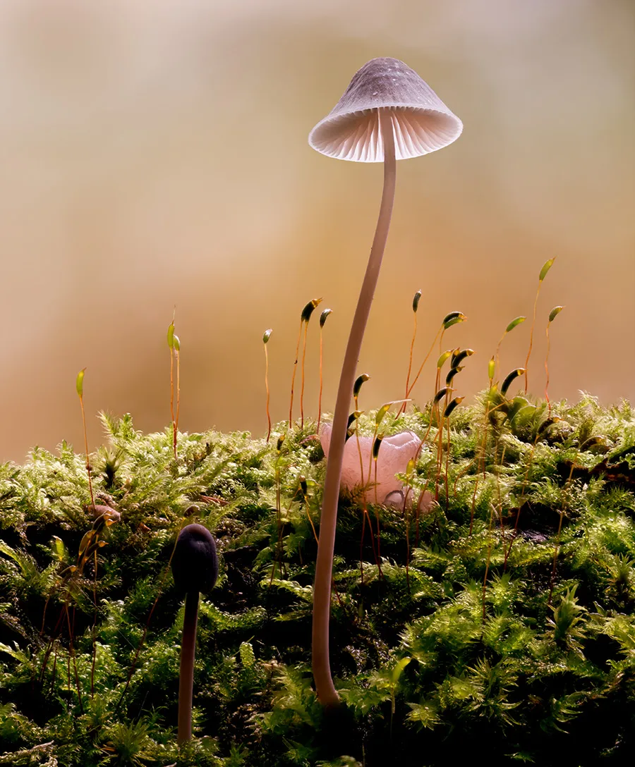 Mycena 2025B 1