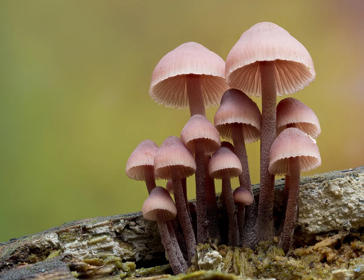 Mycena 2025B 10