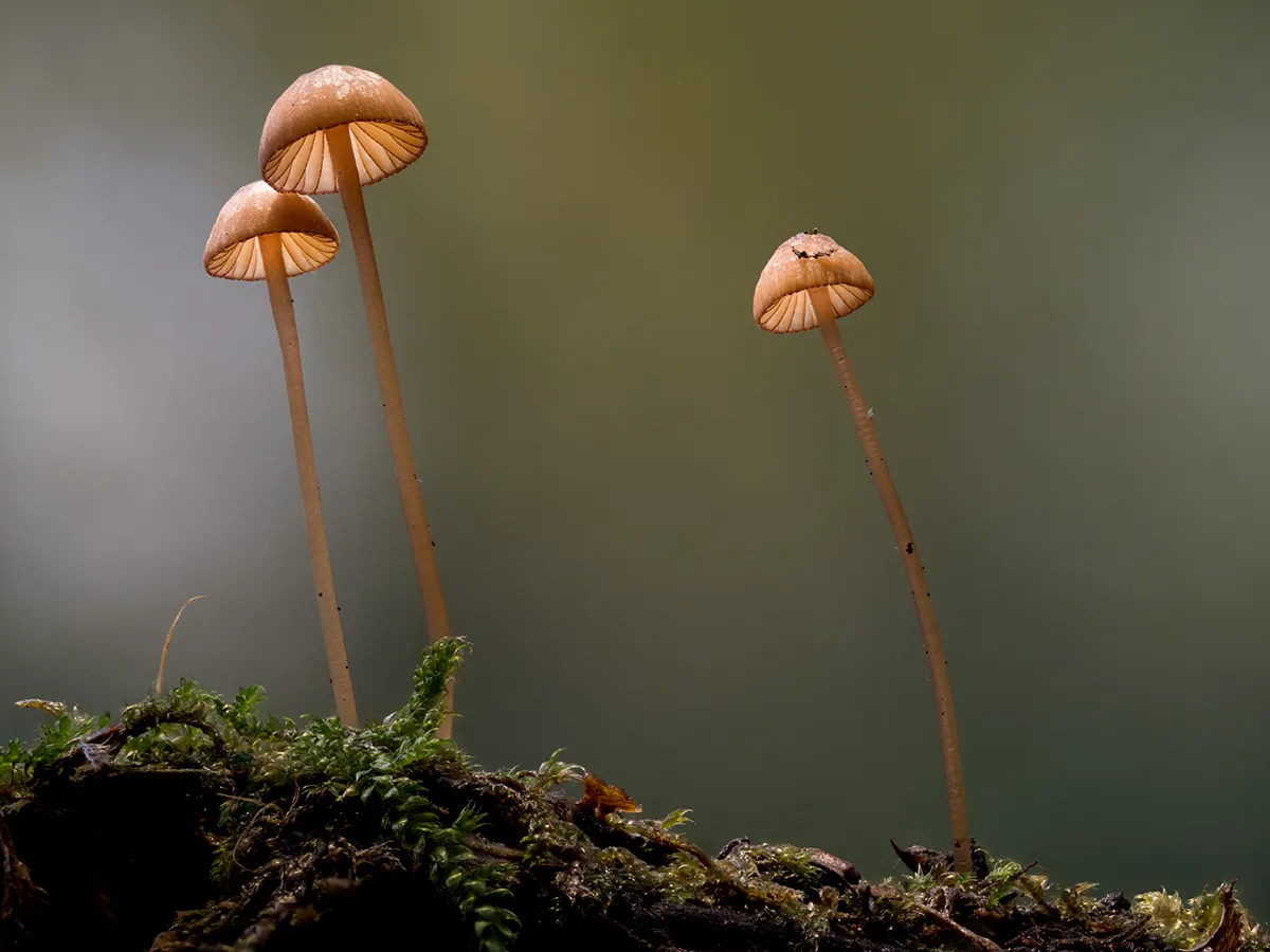 Mycena 2025B 11