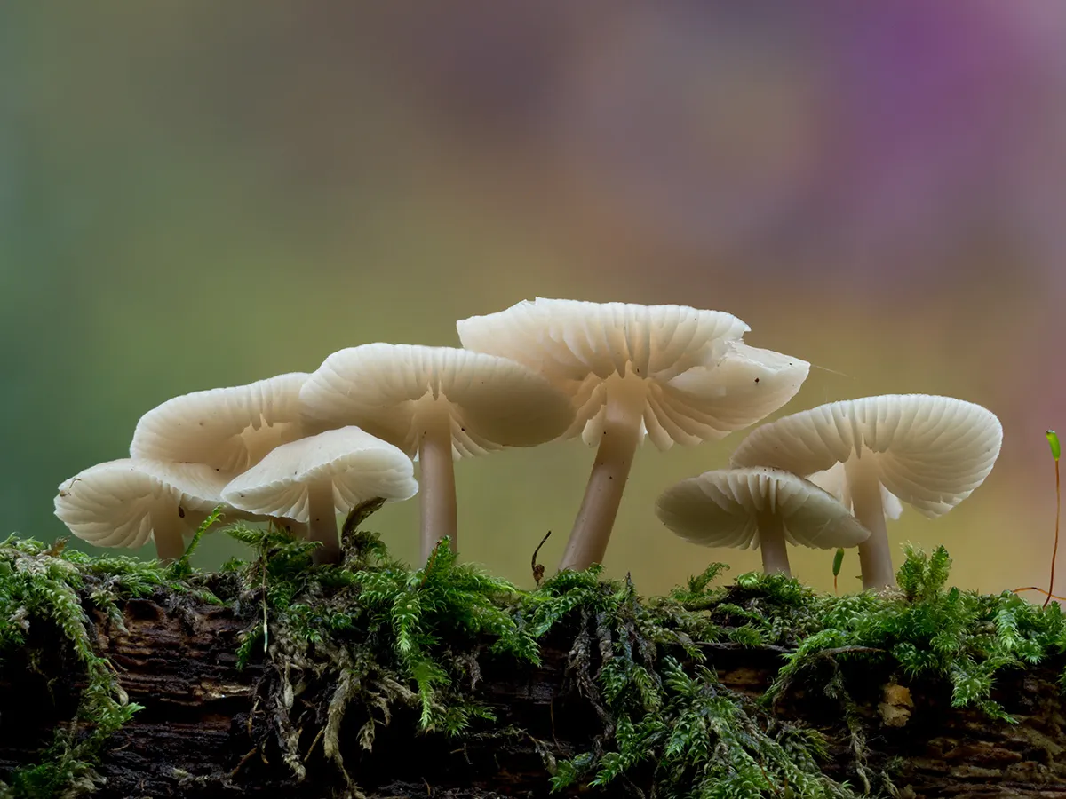 Mycena 2025B 12