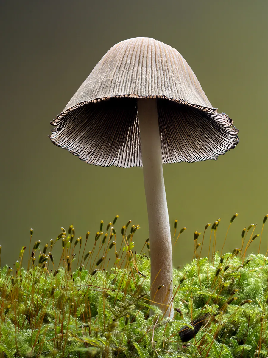 Mycena 2025B 15