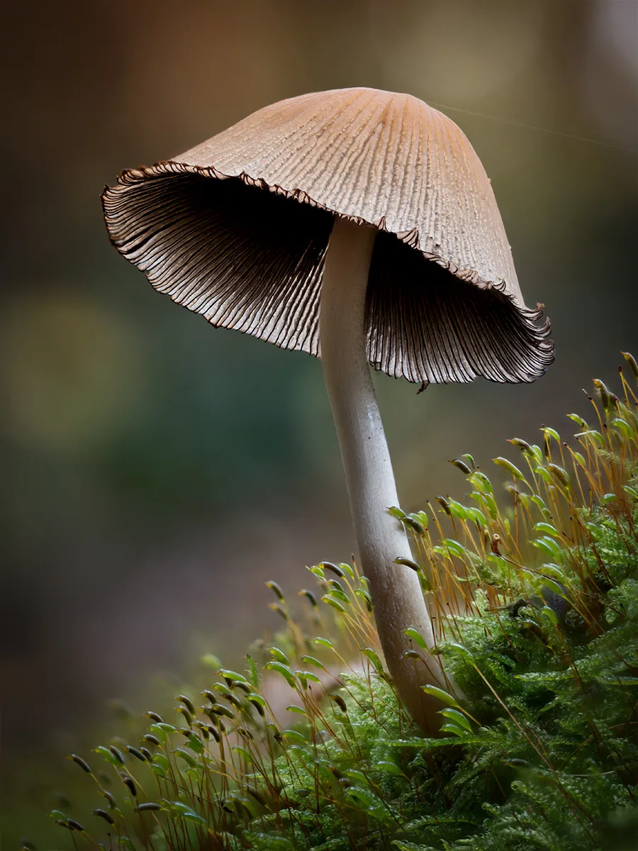 Mycena 2025B 16