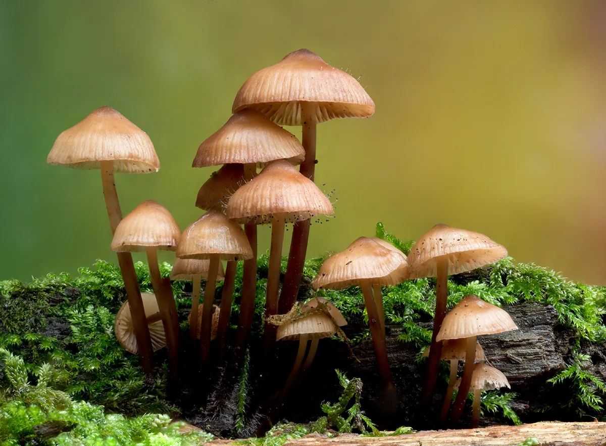Mycena 2025B 17