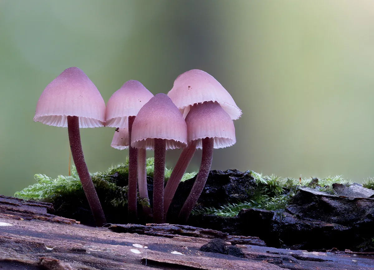 Mycena 2025B 19