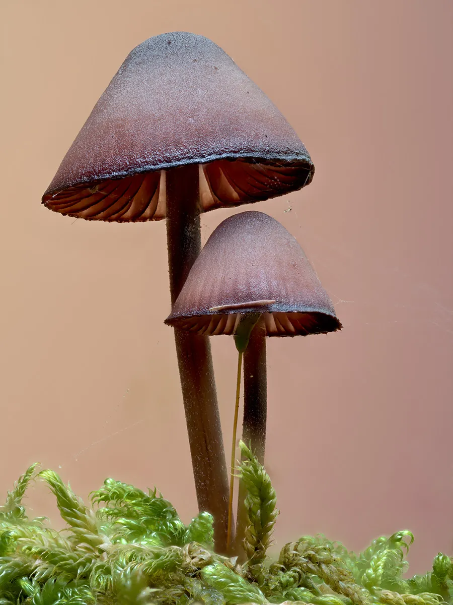 Mycena 2025B 2