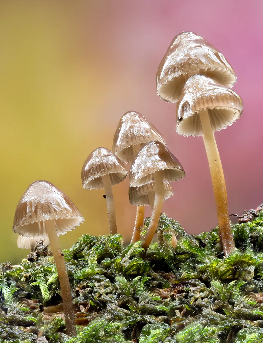 Mycena 2025B 22